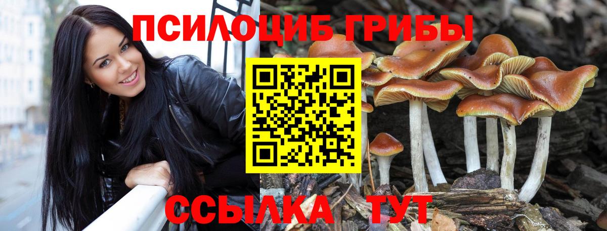 Галлюциногенные грибы Psilocybine cubensis Камышин